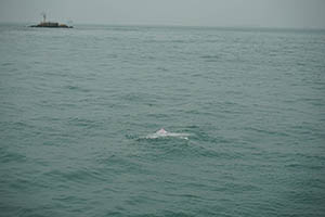 Chinese white dolphin off Tai O, Lantau, 22 March 2015