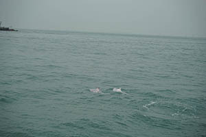 Chinese white dolphins off Tai O, Lantau, 22 March 2015
