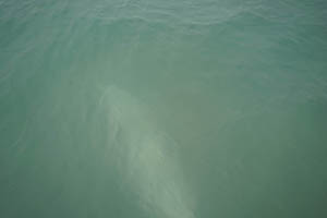 Chinese white dolphin off Tai O, Lantau, 22 March 2015