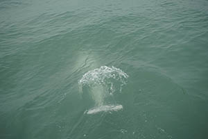 Chinese white dolphin off Tai O, Lantau, 22 March 2015