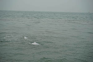 Chinese white dolphins off Tai O, Lantau, 22 March 2015