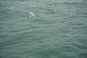 Chinese white dolphins off Tai O, Lantau, 22 March 2015