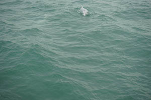 Chinese white dolphin off Tai O, Lantau, 22 March 2015