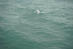 Chinese white dolphin off Tai O, Lantau, 22 March 2015