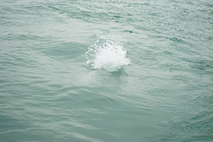 Water splash made by a Chinese white dolphin off Tai O, Lantau, 22 March 2015
