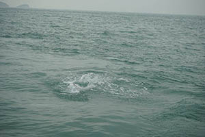 Chinese white dolphin off Tai O, Lantau, 22 March 2015
