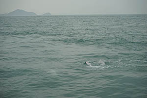 Chinese white dolphins off Tai O, Lantau, 22 March 2015