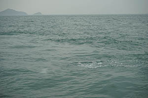 Chinese white dolphins off Tai O, Lantau, 22 March 2015