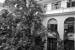 Trees in a courtyard of the Main Building, HKU, Pokfulam, 17 May 2015