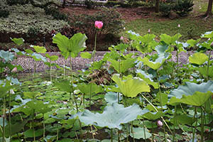 Lotuses in the lily pond, HKU, Pokfulam, 18 May 2015