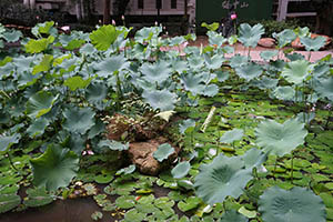 Lotuses in the lily pond, HKU, Pokfulam, 18 May 2015