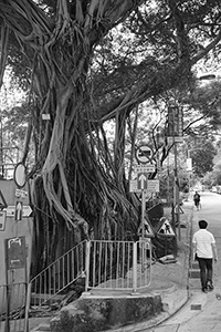 Old tree, High street, Sai Ying Pun, 22 May 2015