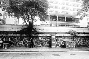 Tree growing on a wall, Hollywood Road, Central, 24 May 2015