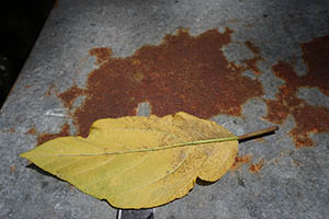Dried leaf, Tai Hang, 31 May 2015