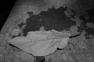 A leaf, Tai Hang, 31 May 2015