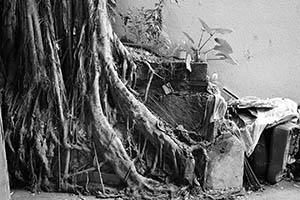 Tree roots, Tai Hang, 31 May 2015