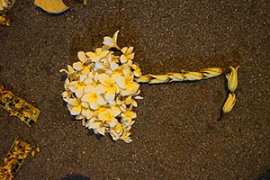 Umbrella made from flowers, placed near the Central Government Offices Complex, Admiralty, 17 June 2015