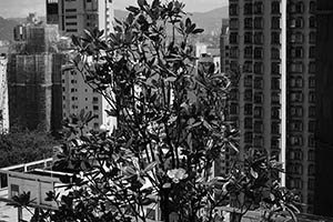 A tree on the HKU campus, Pokfulam, 3 June 2015