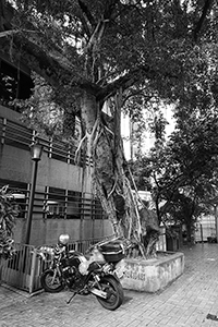 Trees on Bonham Road, 27 August 2015