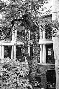 Tree outside King's College, Bonham Road, Sai Ying Pun, 27 August 2015