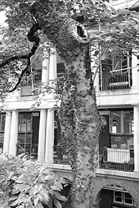 Tree outside King's College, Bonham Road, Sai Ying Pun, 27 August 2015