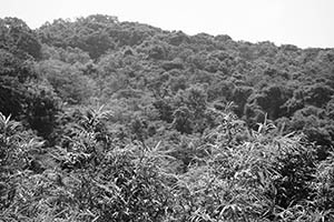 Lung Fu Shan viewed from the University of Hong Kong, 22 August 2015