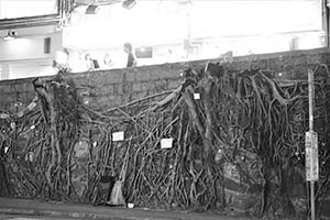 Roots of felled Banyan trees on a stone wall, Bonham Road, 22 August 2015