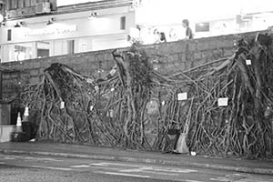 Roots of felled Banyan trees on a stone wall,  Bonham Road, 22 August 2015