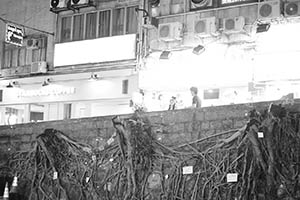 Roots of felled Banyan trees on a stone wall, Bonham Road, 22 August 2015