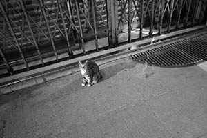 Cat on the street at night, Queen's Road West, Sheung Wan, 22 August 2015
