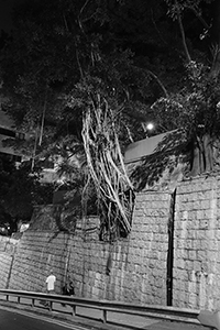 Trees growing on a stone wall outside King George V Memorial Park, Eastern Street, Sai Ying Pun, 25 August 2015