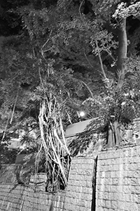 Trees growing on a stone wall outside King George V Memorial Park, Eastern Street, Sai Ying Pun, 25 August 2015