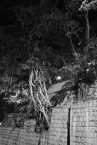 Trees growing on a stone wall outside King George V Memorial Park, Eastern Street, Sai Ying Pun, 25 August 2015