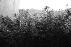 Bamboo on the HKU campus, Pokfulam, 7 September 2015