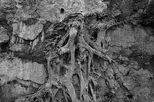 Tree roots on a wall, Bonham Road, 9 September 2015