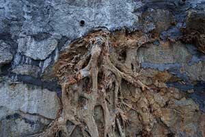 Tree roots on a wall, Bonham Road, 9 September 2015