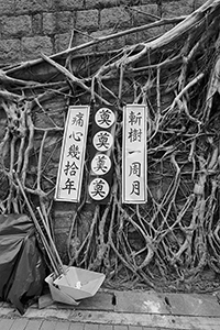 Tree roots on a wall, Bonham Road, 9 September 2015