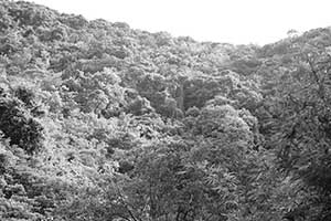 Lung Fu Shan, viewed from HKU, 10 September 2015