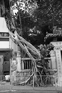 Tree on Bonham Road, 25 September 2015