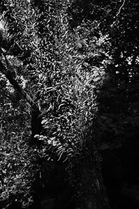 Plants on the HKU campus, Pokfulam, 25 September 2015