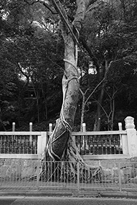 Tree with strangler fig outside HKU, Bonham Road, 25 September 2015