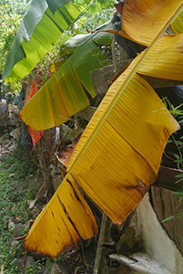 Foliage, Tung Lung Island, 20 September 2015