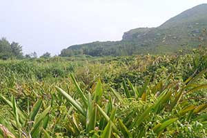 Tung Lung Island, 20 September 2015