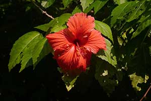 Flower, Tung Lung Island, 20 September 2015