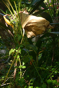 Foliage, Tung Lung Island, 20 September 2015