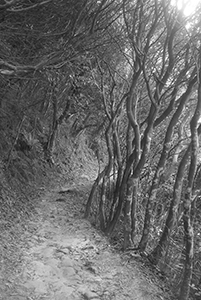 Hiking trail, Tai Tam Country Park, 21 October 2015