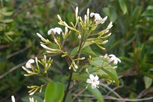 Flowers, Tai Tam Country Park, 21 October 2015