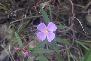 Flower, Tai Tam Country Park, 21 October 2015