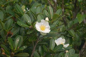 Camelia flowers, Tai Tam Country Park, 21 October 2015