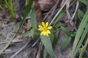 Flower, Tai Tam Country Park, 21 October 2015